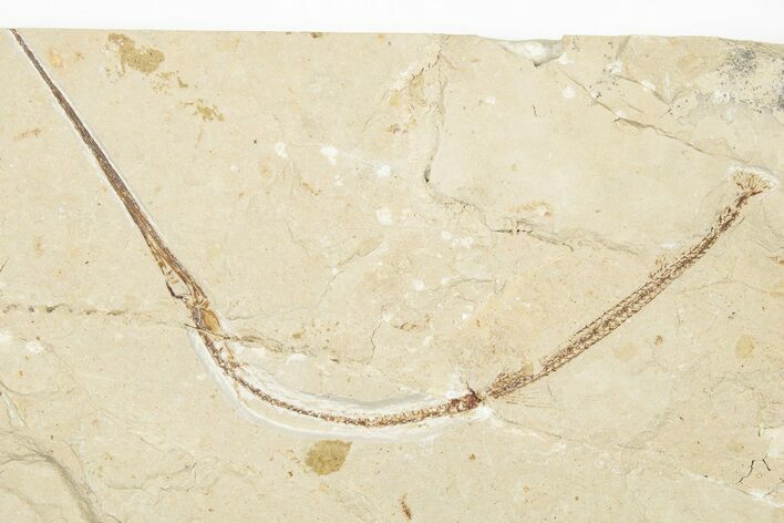 Needle Fish (Rhynchodercetis) Fossil - Hakel, Lebanon #201373
